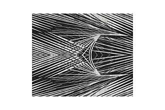Tapis ROBERTO CAVALLI CHARLIZE Tapis ROBERTO CAVALLI CHARLIZE usine ROBERTO CAVALLI de l'Italie